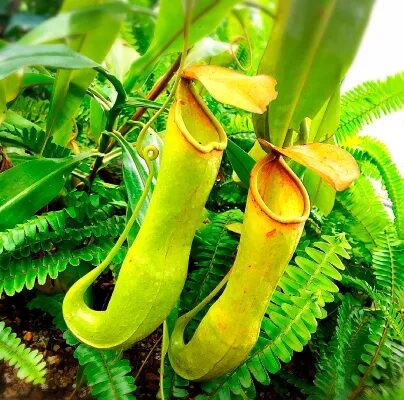 【食虫植物の人気ランキング3選】【初心者も簡単ハエトリソウやサラセニアの育て方】【おすすめの購入場所は?】も紹介