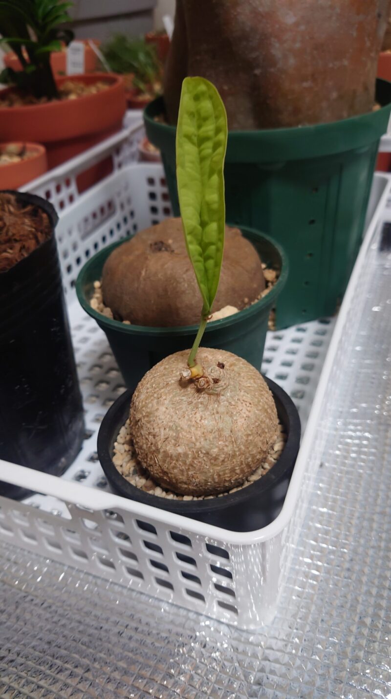 【発根未確認】アデニア オバタ 塊根植物アデニア・オバタの紹介 | はるとれんと植物の日常