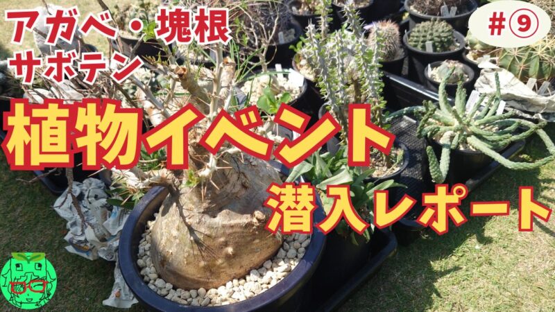 プロフィール お金をかけずに出来る塊根植物・観葉植物など植物の育成方法